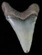 Serrated, Angustidens Tooth - Megalodon Ancestor #61855-1